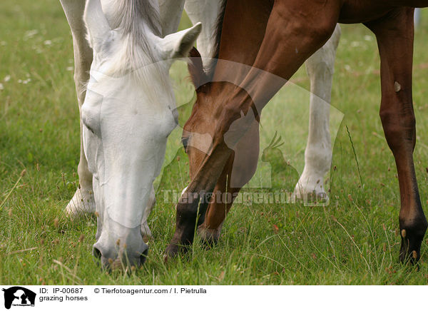 grasende Pferde / grazing horses / IP-00687