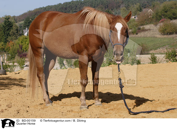 Quarter Horse / Quarter Horse / BD-00159