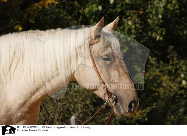 Quarter Horse Portrait / Quarter Horse Portrait / BD-00283