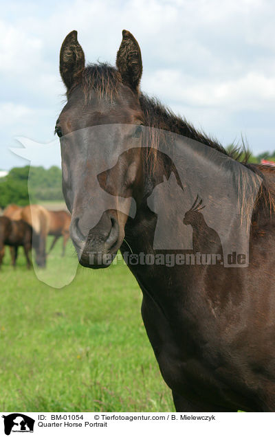 Quarter Horse Portrait / Quarter Horse Portrait / BM-01054