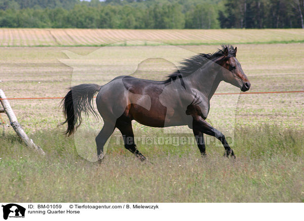 Quarter Horse rennt ber die Weide / running Quarter Horse / BM-01059