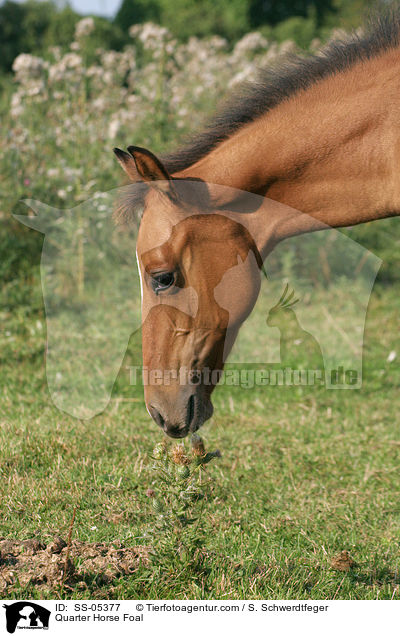Quarter Horse Fohlen / Quarter Horse Foal / SS-05377