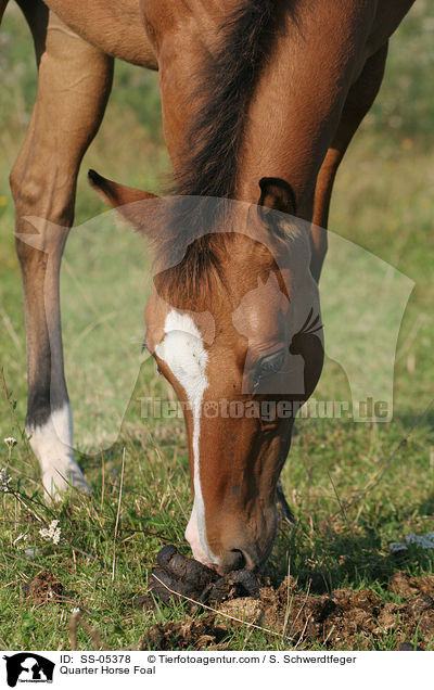 Quarter Horse Fohlen / Quarter Horse Foal / SS-05378