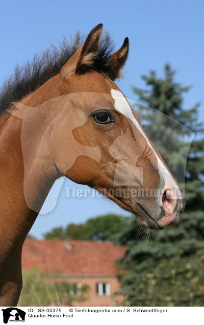 Quarter Horse Fohlen / Quarter Horse Foal / SS-05379