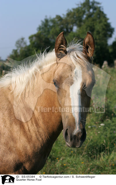 Quarter Horse Fohlen / Quarter Horse Foal / SS-05384