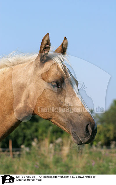 Quarter Horse Fohlen / Quarter Horse Foal / SS-05385