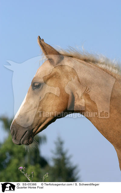 Quarter Horse Fohlen / Quarter Horse Foal / SS-05386