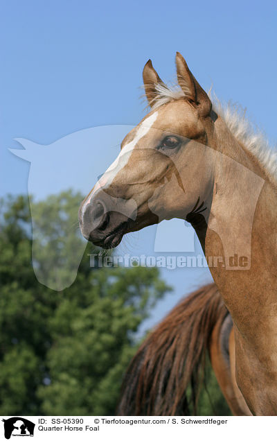 Quarter Horse Fohlen / Quarter Horse Foal / SS-05390