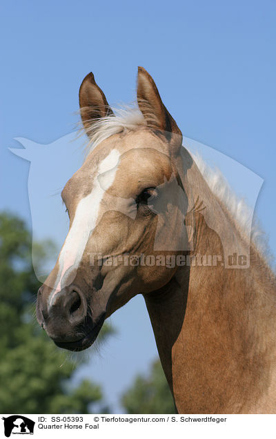 Quarter Horse Fohlen / Quarter Horse Foal / SS-05393
