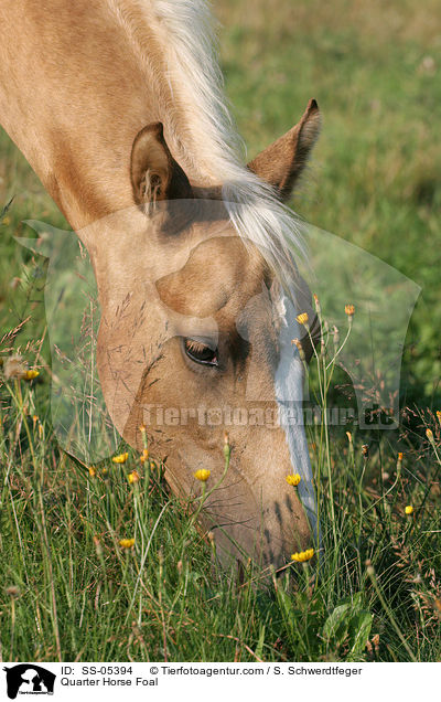 Quarter Horse Fohlen / Quarter Horse Foal / SS-05394