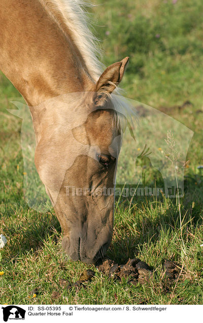 Quarter Horse Fohlen / Quarter Horse Foal / SS-05395