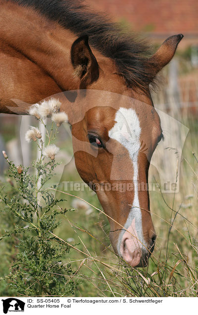 Quarter Horse Fohlen / Quarter Horse Foal / SS-05405