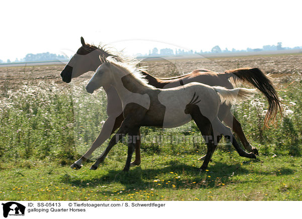 galloping Quarter Horses / SS-05413