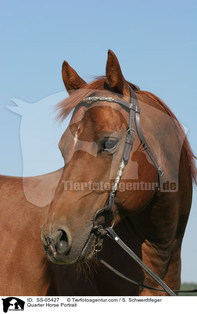 Quarter Horse Portrait / Quarter Horse Portrait / SS-05427