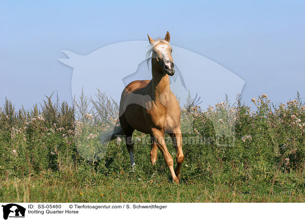 trabendes Quarter Horse / trotting Quarter Horse / SS-05460