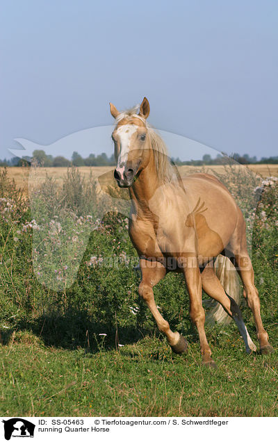 galoppierendes Quarter Horse / running Quarter Horse / SS-05463