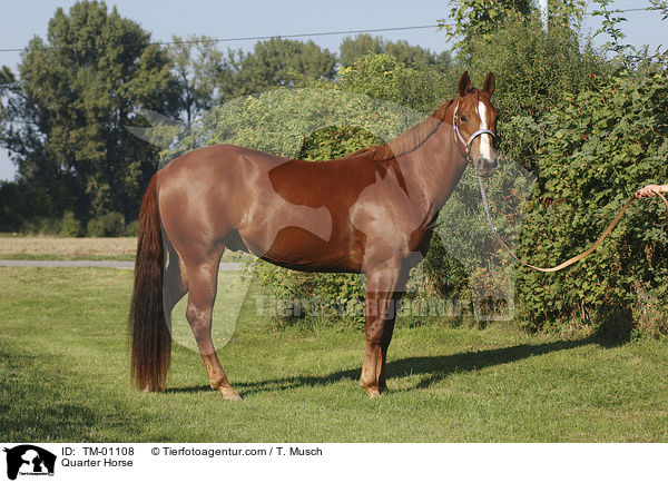 Quarter Horse / Quarter Horse / TM-01108