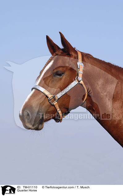 Quarter Horse / Quarter Horse / TM-01110