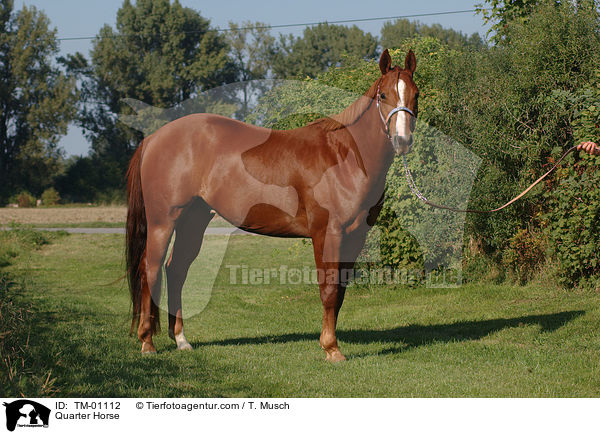 Quarter Horse / Quarter Horse / TM-01112