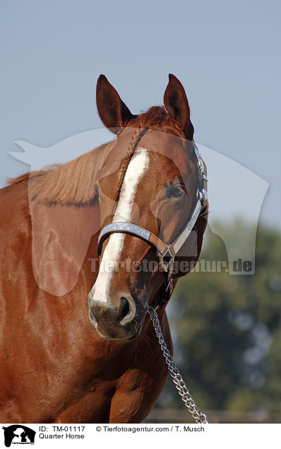 Quarter Horse / Quarter Horse / TM-01117