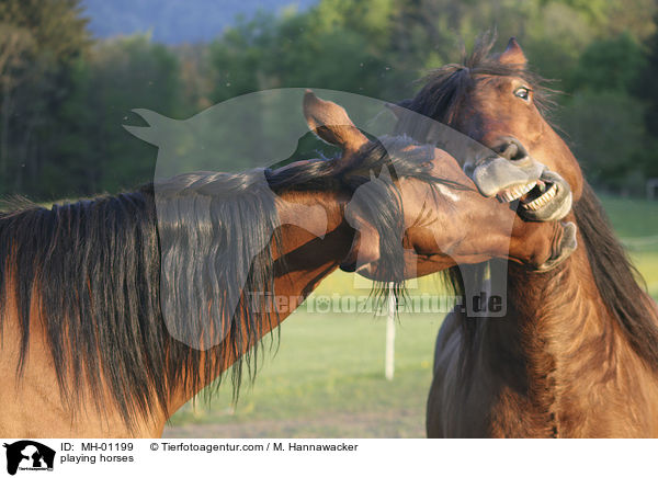 spielende Pferde / playing horses / MH-01199
