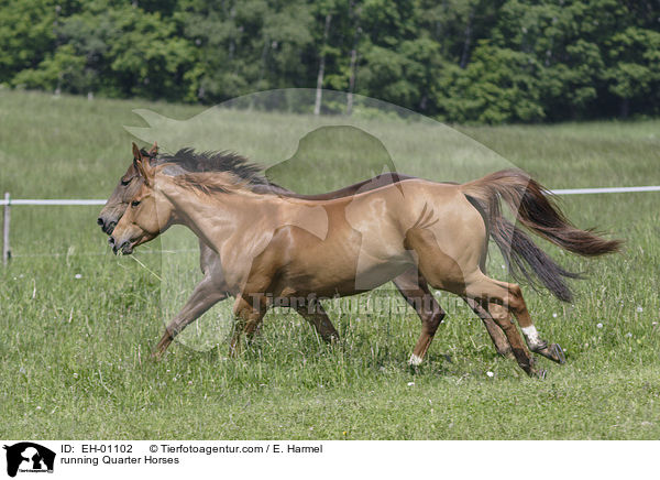 rennende Quarter Horses / running Quarter Horses / EH-01102