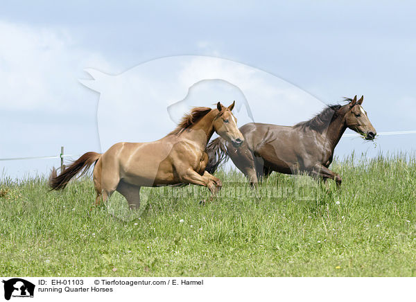 rennende Quarter Horses / running Quarter Horses / EH-01103