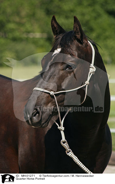 Quarter Horse Portrait / Quarter Horse Portrait / MH-01271