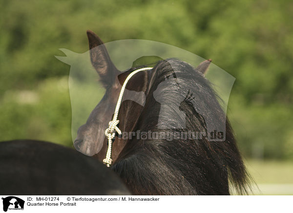Quarter Horse Portrait / Quarter Horse Portrait / MH-01274