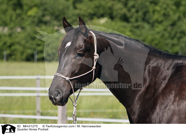 Quarter Horse Portrait / Quarter Horse Portrait / MH-01275