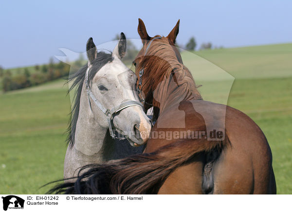 Quarter Horse / Quarter Horse / EH-01242