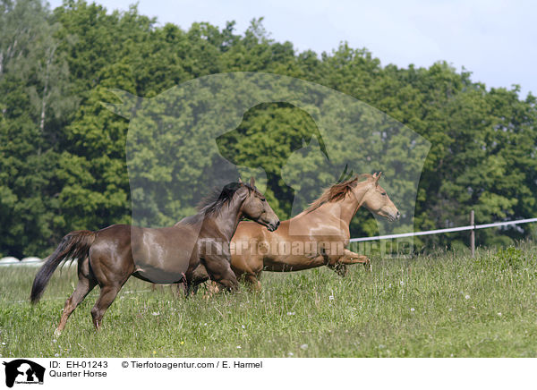 Quarter Horse / Quarter Horse / EH-01243
