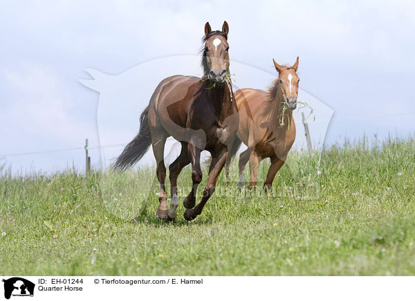 Quarter Horse / Quarter Horse / EH-01244