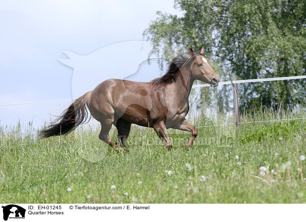 Quarter Horses / Quarter Horses / EH-01245