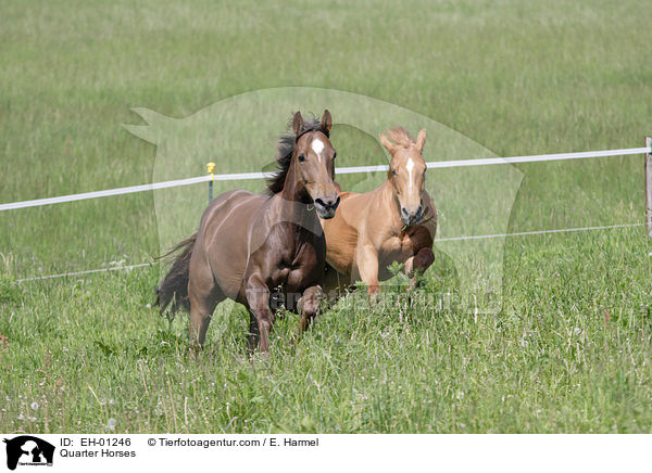 Quarter Horses / Quarter Horses / EH-01246