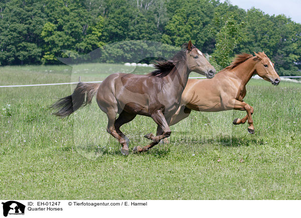 Quarter Horses / Quarter Horses / EH-01247