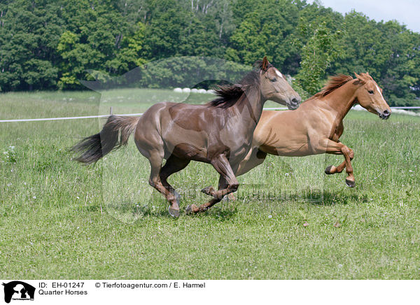 Quarter Horses / EH-01247