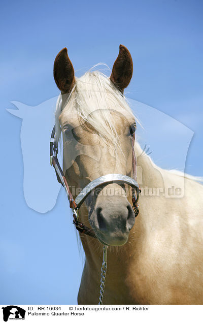 Palomino Quarter Horse / Palomino Quarter Horse / RR-16034