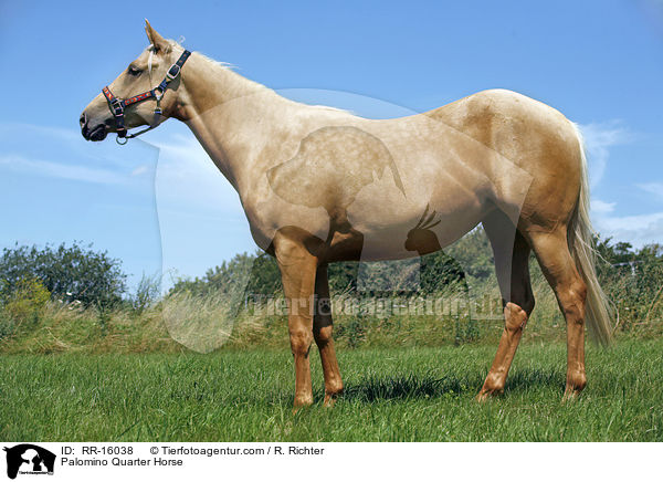 Palomino Quarter Horse / Palomino Quarter Horse / RR-16038