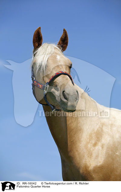 Palomino Quarter Horse / Palomino Quarter Horse / RR-16042