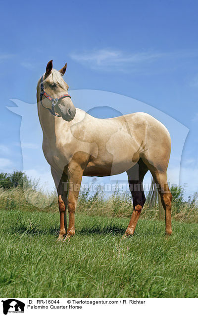 Palomino Quarter Horse / Palomino Quarter Horse / RR-16044