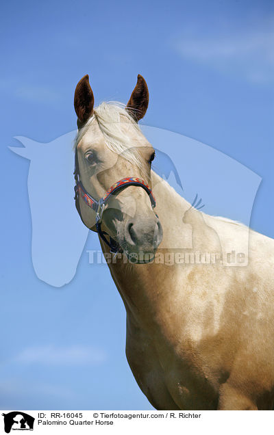 Palomino Quarter Horse / Palomino Quarter Horse / RR-16045