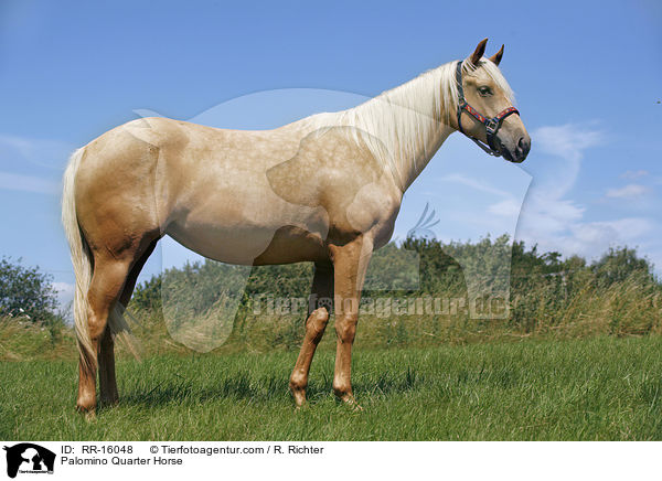Palomino Quarter Horse / Palomino Quarter Horse / RR-16048