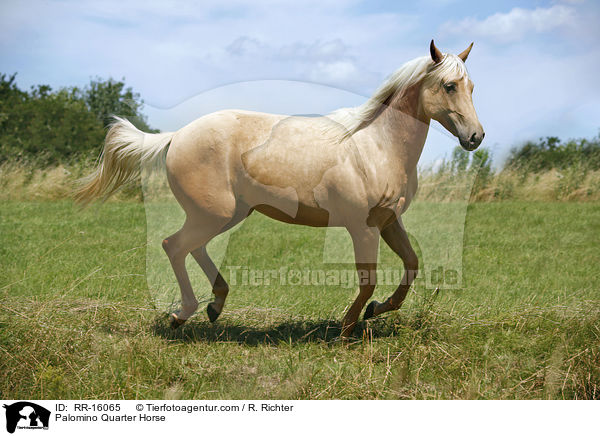 Palomino Quarter Horse / Palomino Quarter Horse / RR-16065