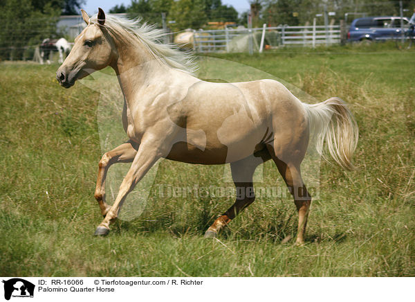 Palomino Quarter Horse / Palomino Quarter Horse / RR-16066