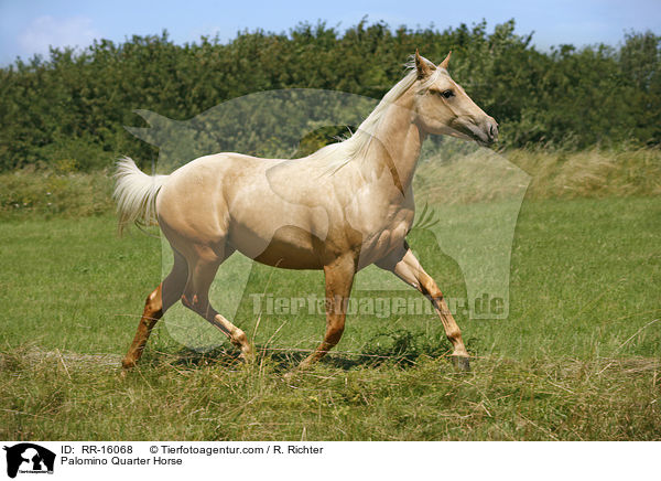 Palomino Quarter Horse / RR-16068