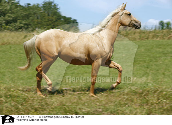 Palomino Quarter Horse / RR-16071