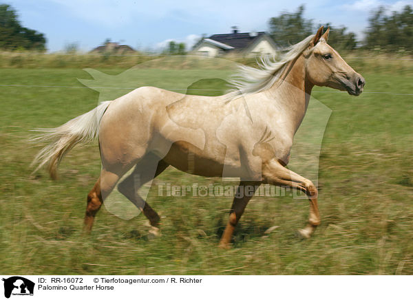 Palomino Quarter Horse / Palomino Quarter Horse / RR-16072
