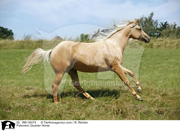 Palomino Quarter Horse / Palomino Quarter Horse / RR-16074