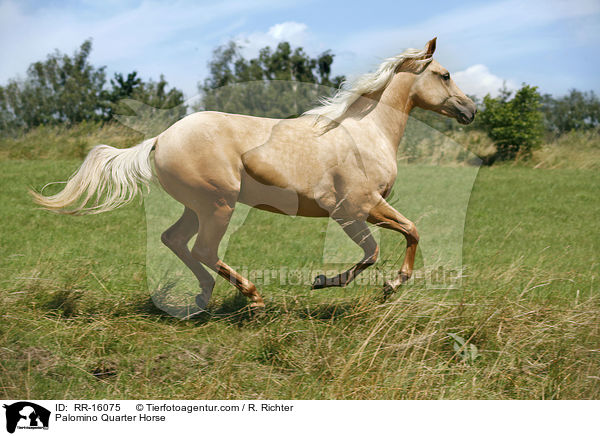 Palomino Quarter Horse / RR-16075